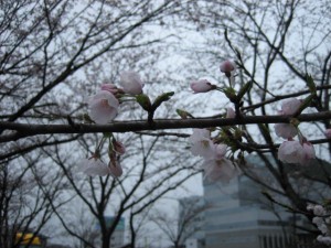 2015.4.6　燕三条事務所　桜