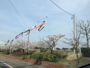 桜と鯉のぼり