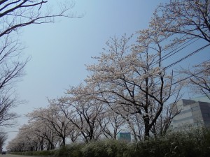 桜 １